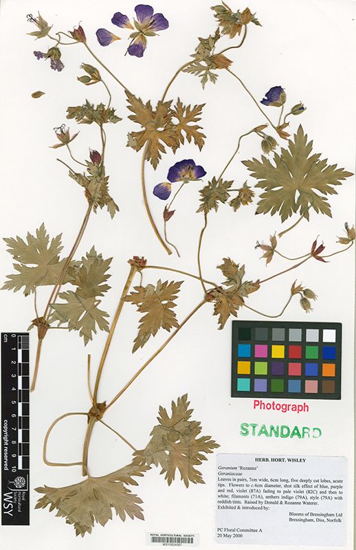 Geranium ROZANNE (‘Gerwat’PBR)