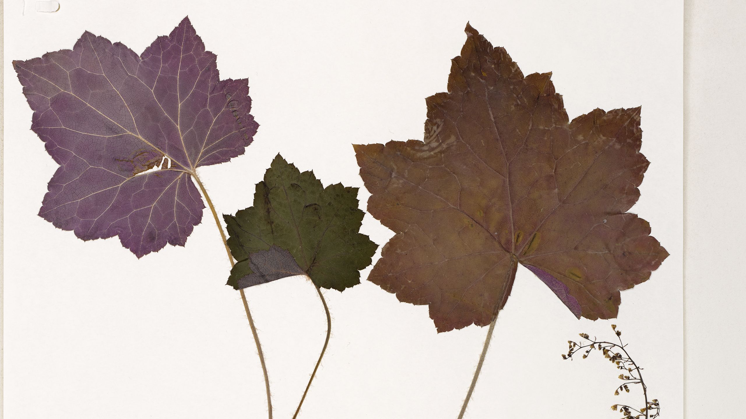Heuchera ‘Palace Purple’