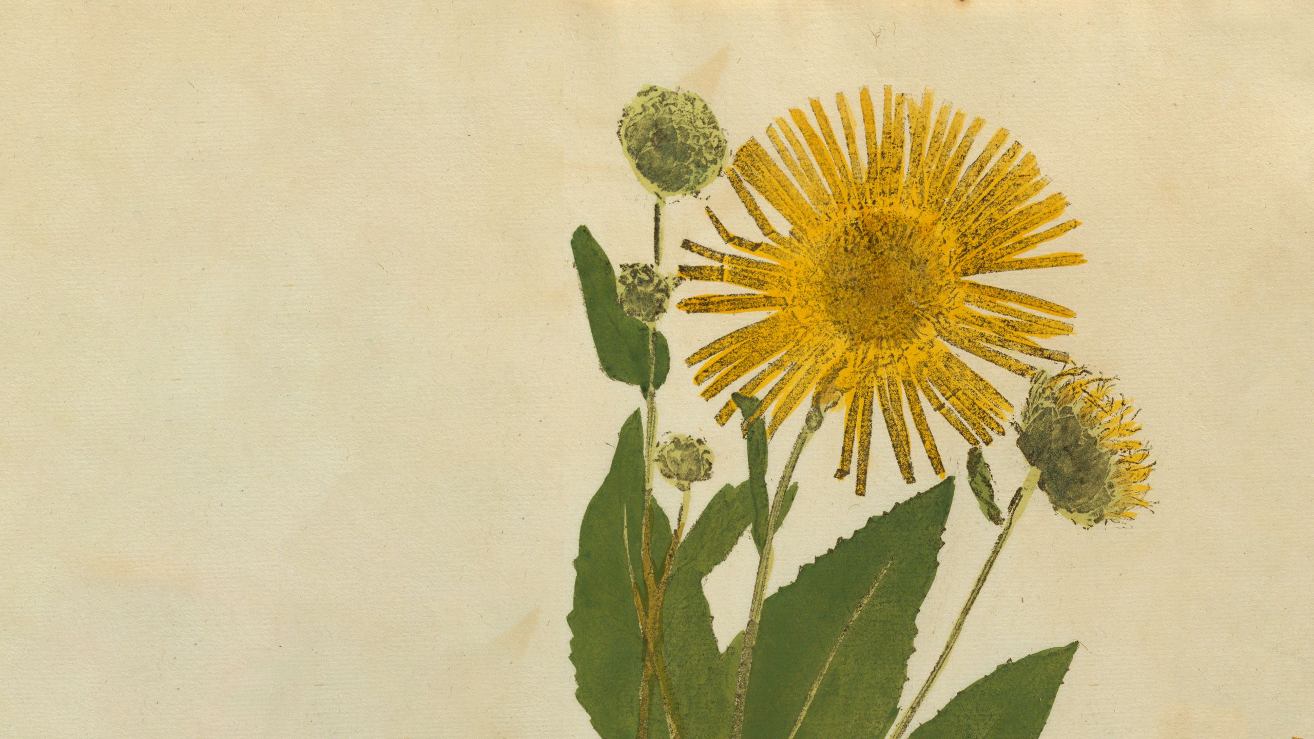 Nature print of Enula flower from Ectypa vegetabilium by Christian Gottlieb Ludwig
